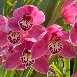 Cymbidium Barrita Twinkle 'Dark Pink 4spk'