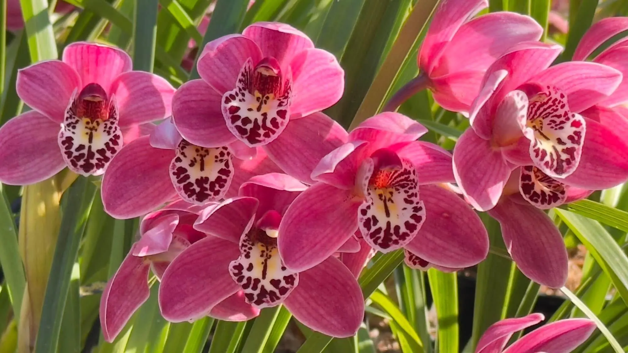 Cymbidium Barrita Twinkle 'Dark Pink 4spk'