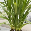 Cymbidium Barrita Twinkle 'Dark Pink 4spk' - Image 5