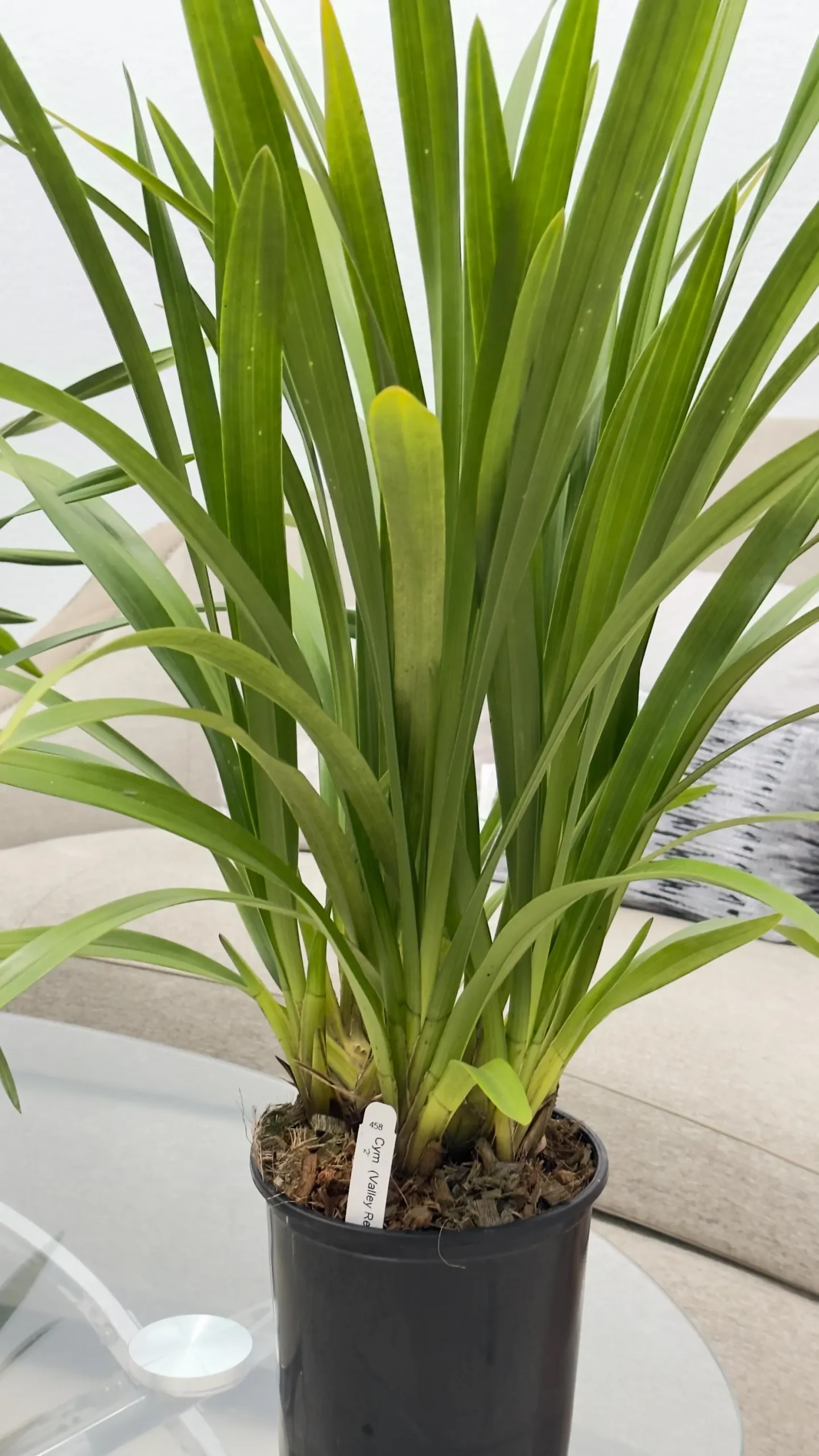 Cymbidium Barrita Twinkle 'Dark Pink 4spk' - Image 5
