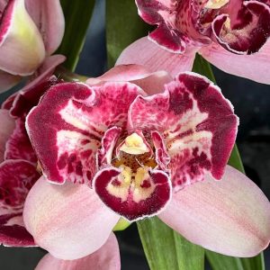 Cymbidium Pepper's Fire 'Fiesta' HCC/ AOS