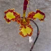 Psychopsis Mariposa 'Special' - Image 3