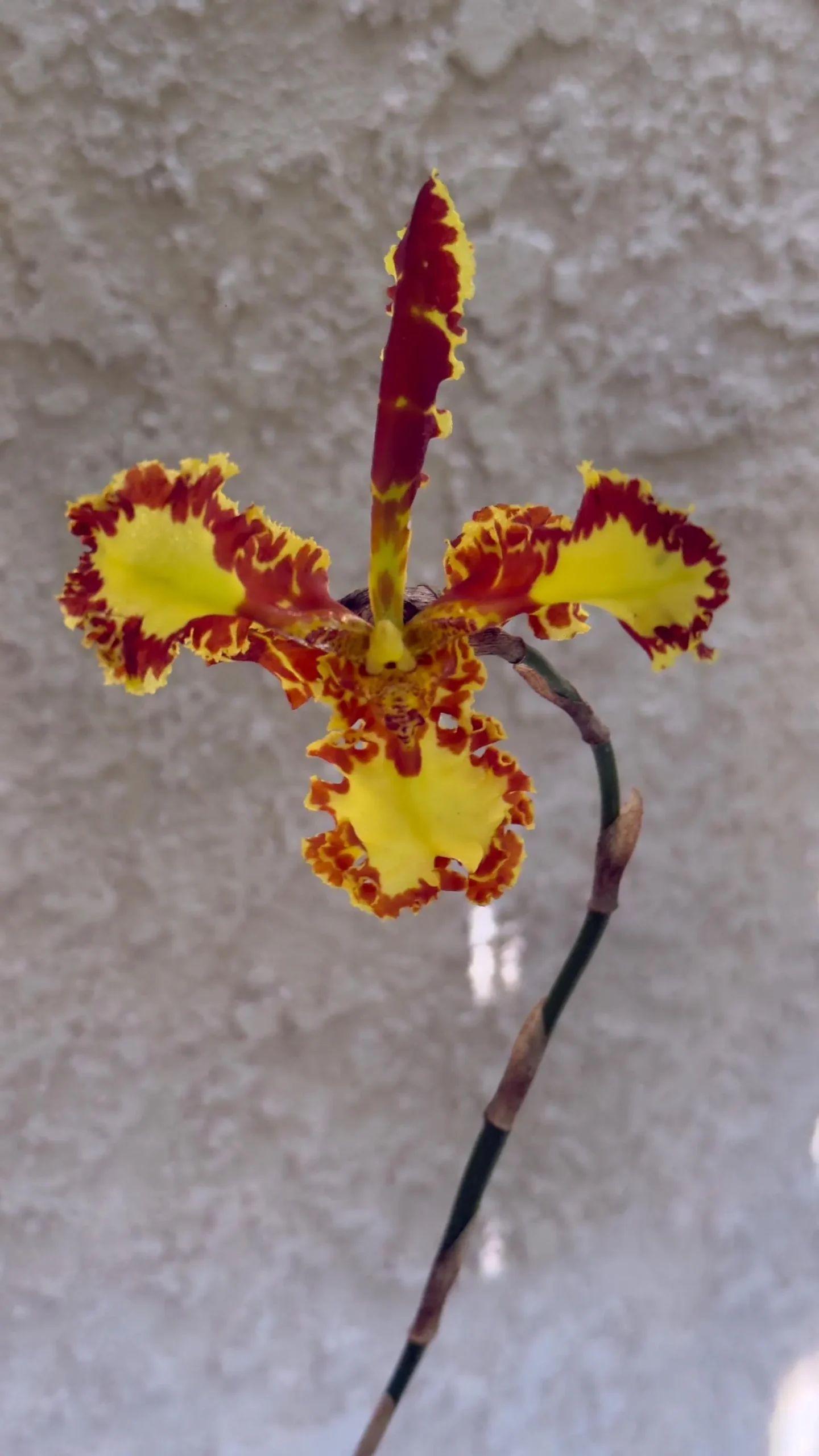 Psychopsis Mariposa 'Special' - Image 3