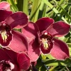 Cymbidium Barrita Pillar 'Frech Burgundy' - Image 4