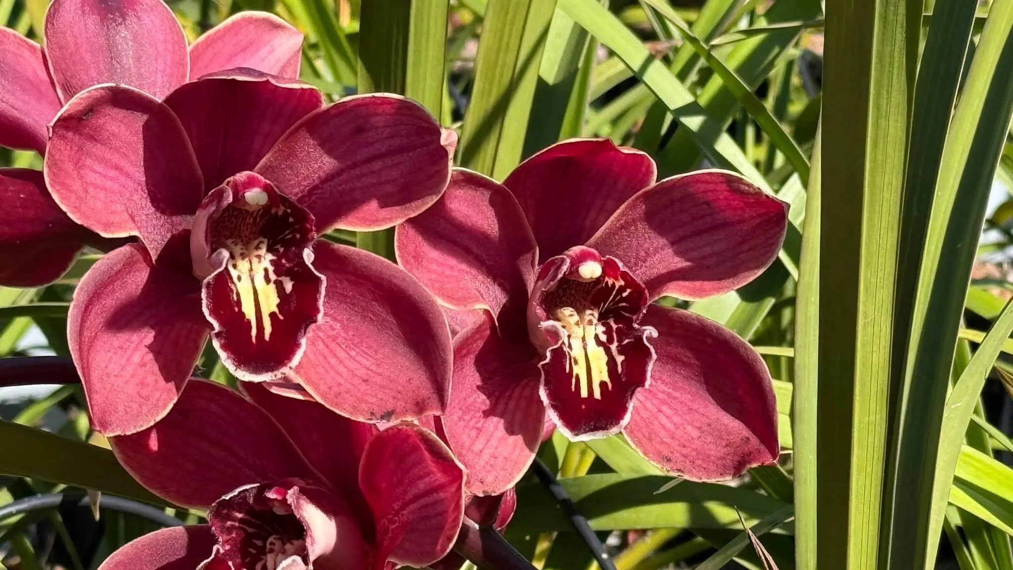Cymbidium Barrita Pillar 'Frech Burgundy' - Image 4