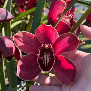 Cymbidium Barrita Pillar 'Frech Burgundy'