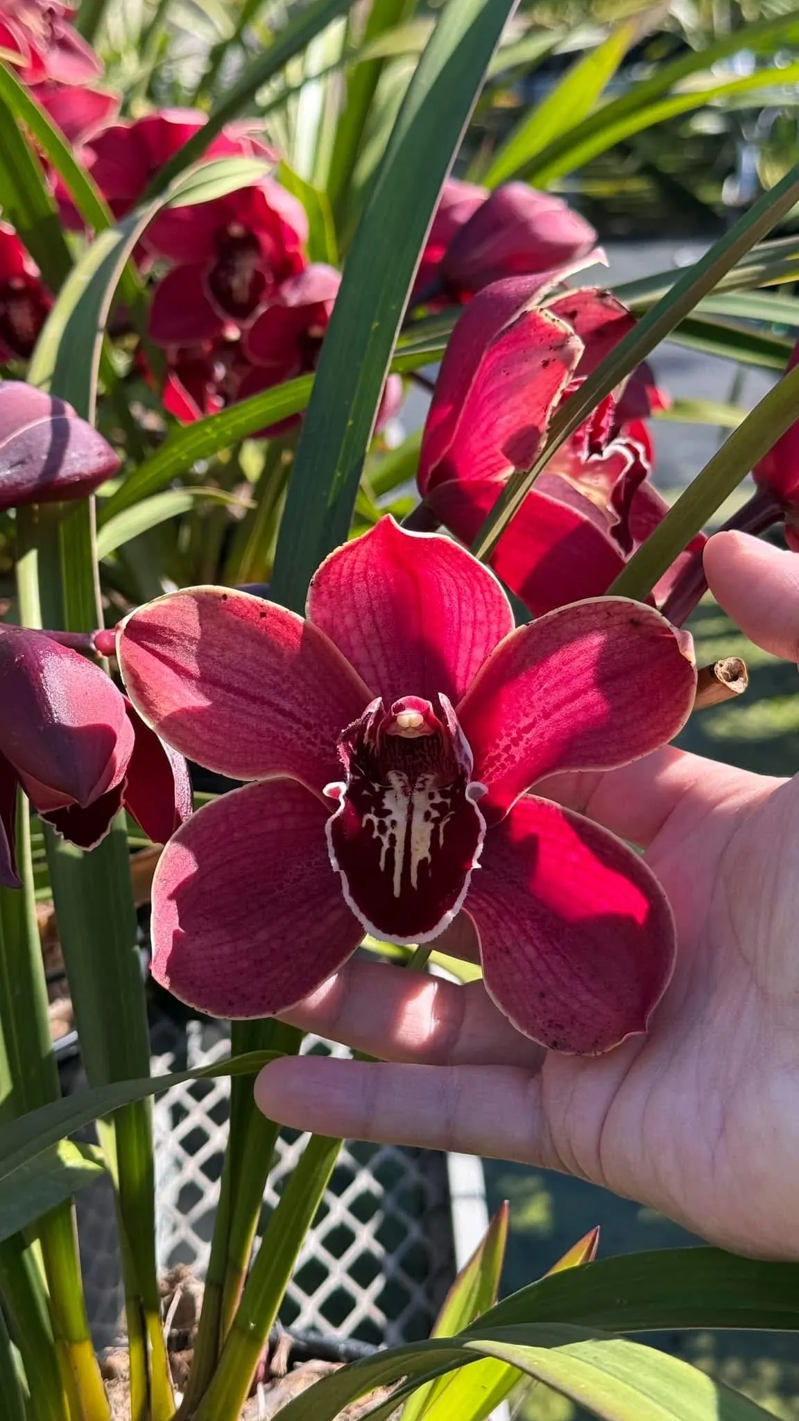 Cymbidium Barrita Pillar 'Frech Burgundy'