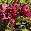 Cymbidium Barrita Pillar 'Frech Burgundy' - Image 2