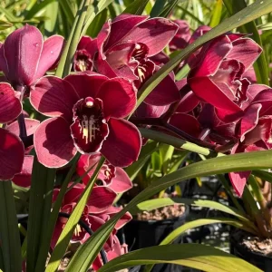 Alternative view of Cymbidium Barrita Pillar 'Frech Burgundy'