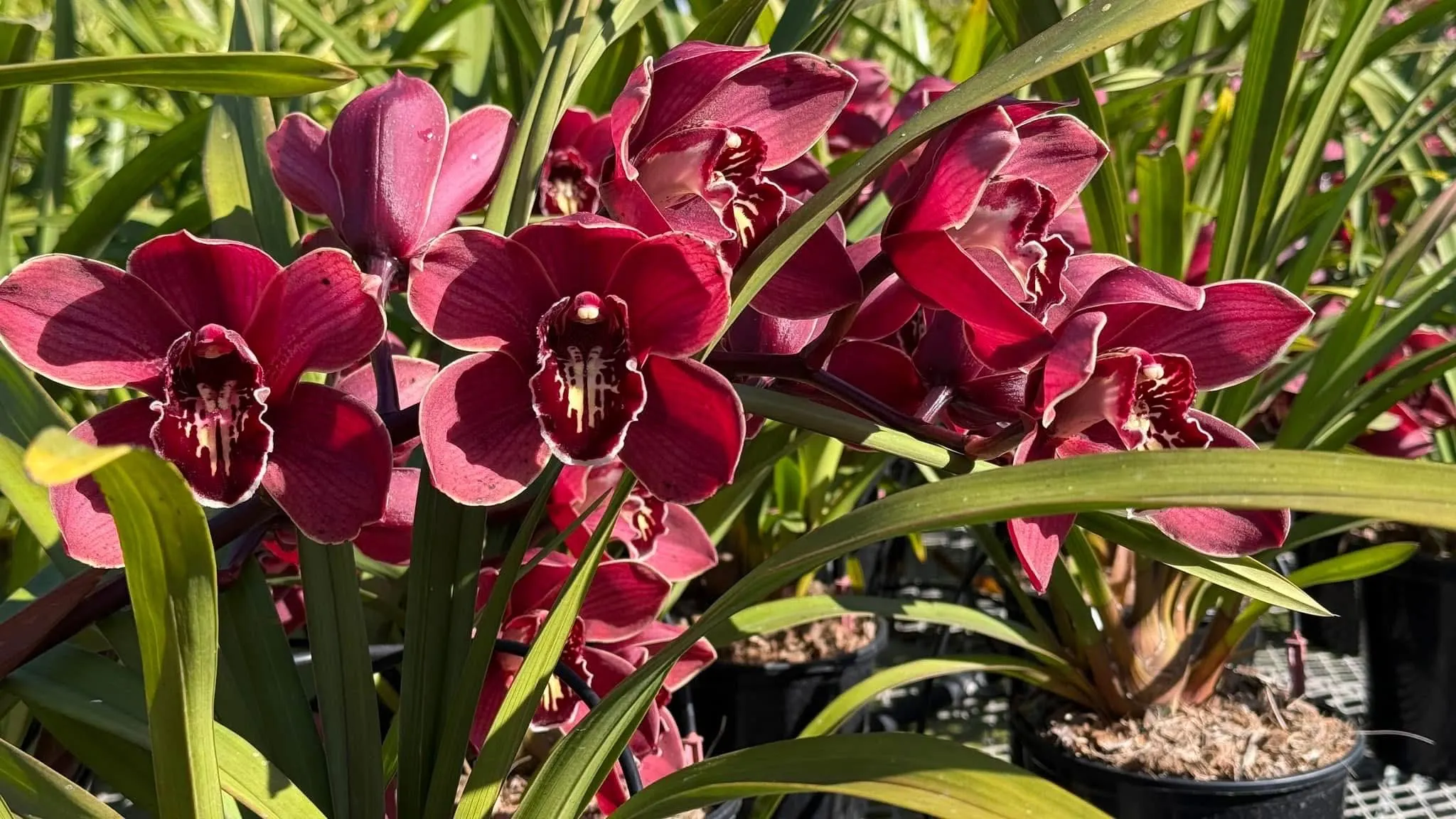 Cymbidium Barrita Pillar 'Frech Burgundy' - Image 2