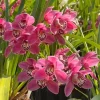 Cymbidium Barrita Twinkle 'Dark Pink 4spk' - Image 4