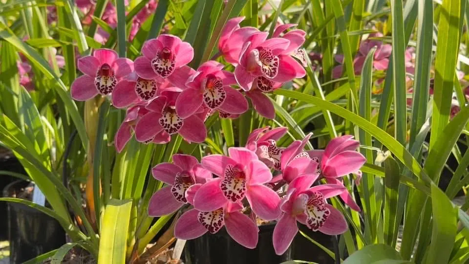 Cymbidium Barrita Twinkle 'Dark Pink 4spk' - Image 4