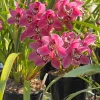 Cymbidium Barrita Twinkle 'Dark Pink 4spk' - Image 2