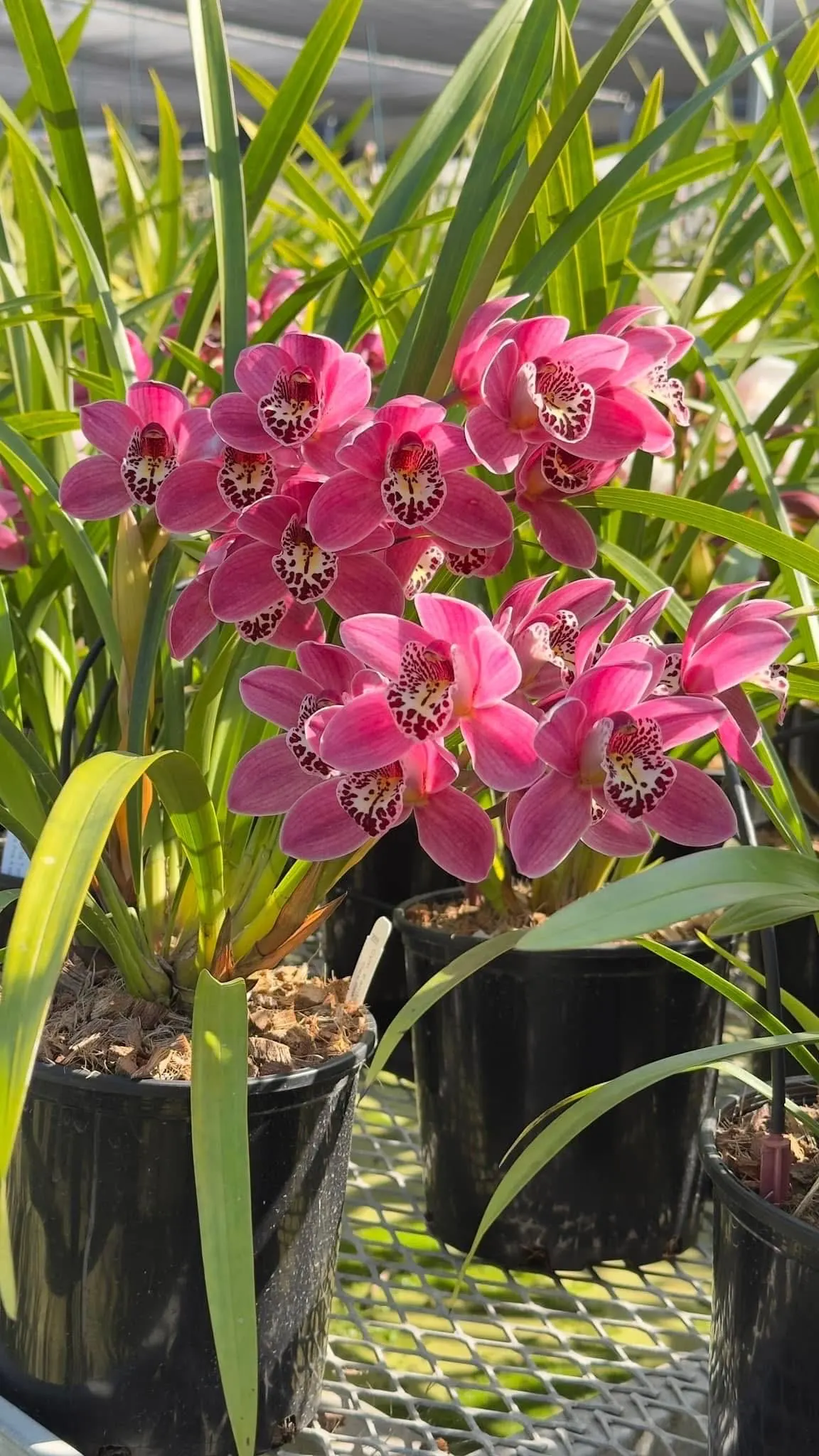 Cymbidium Barrita Twinkle 'Dark Pink 4spk' - Image 2