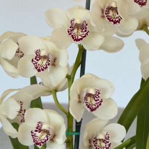 Alternative view of Cymbidium Barrita Ridge 'Summer'