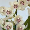 Cymbidium Barrita Ridge 'Summer' - Image 2
