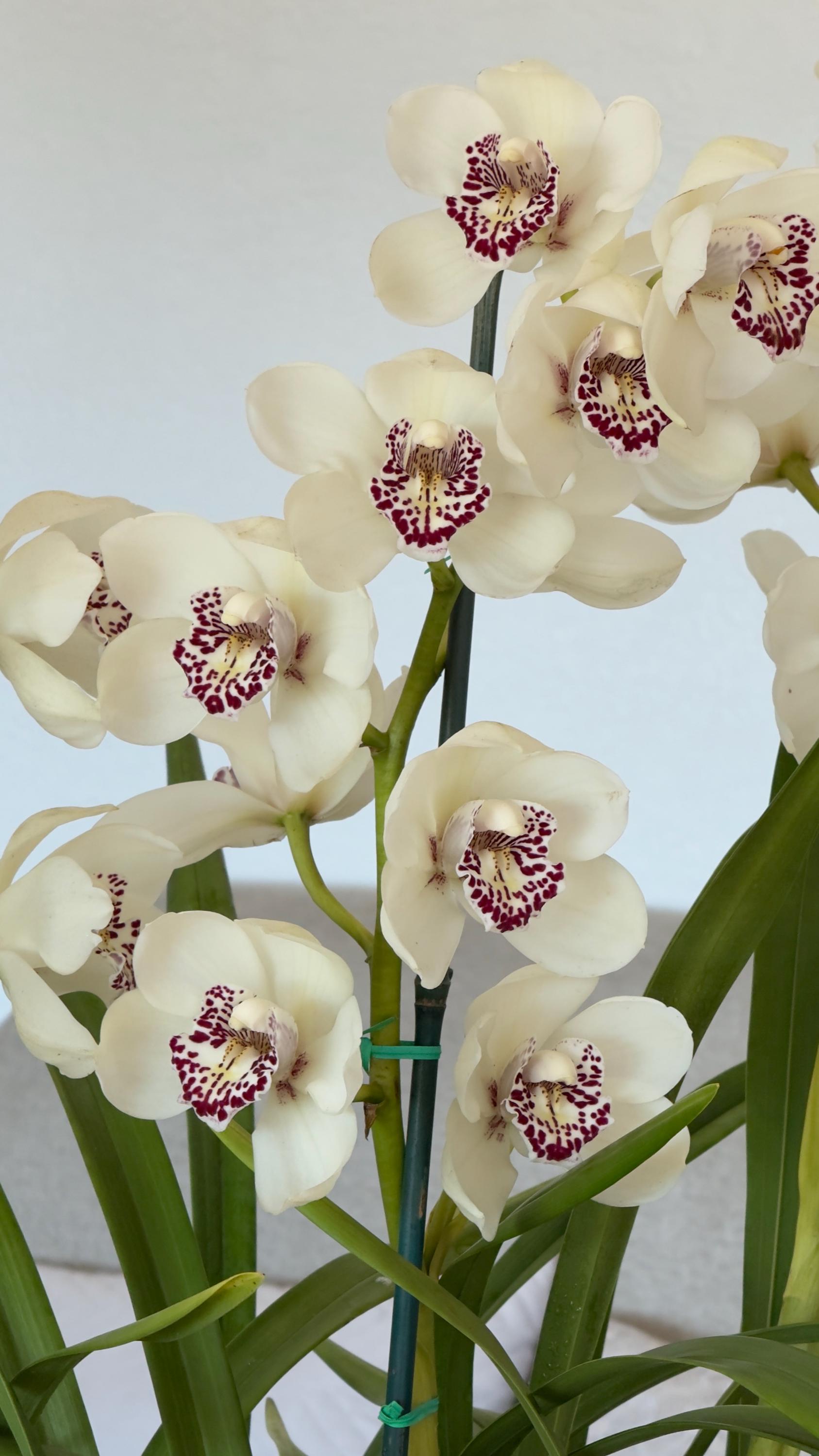 Cymbidium Barrita Ridge 'Summer' - Image 2