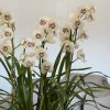 Cymbidium Barrita Ridge 'Summer' - Image 5