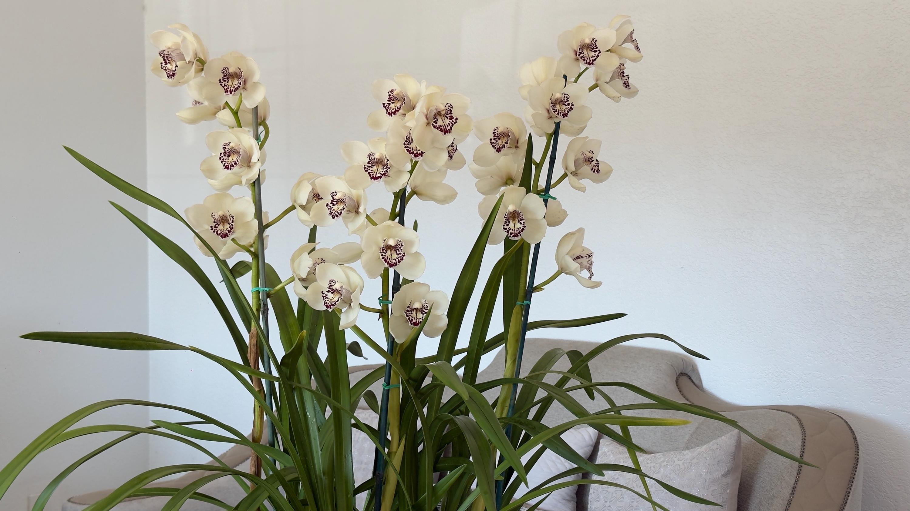 Cymbidium Barrita Ridge 'Summer' - Image 5