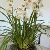 Cymbidium Barrita Ridge 'Summer' - Image 4