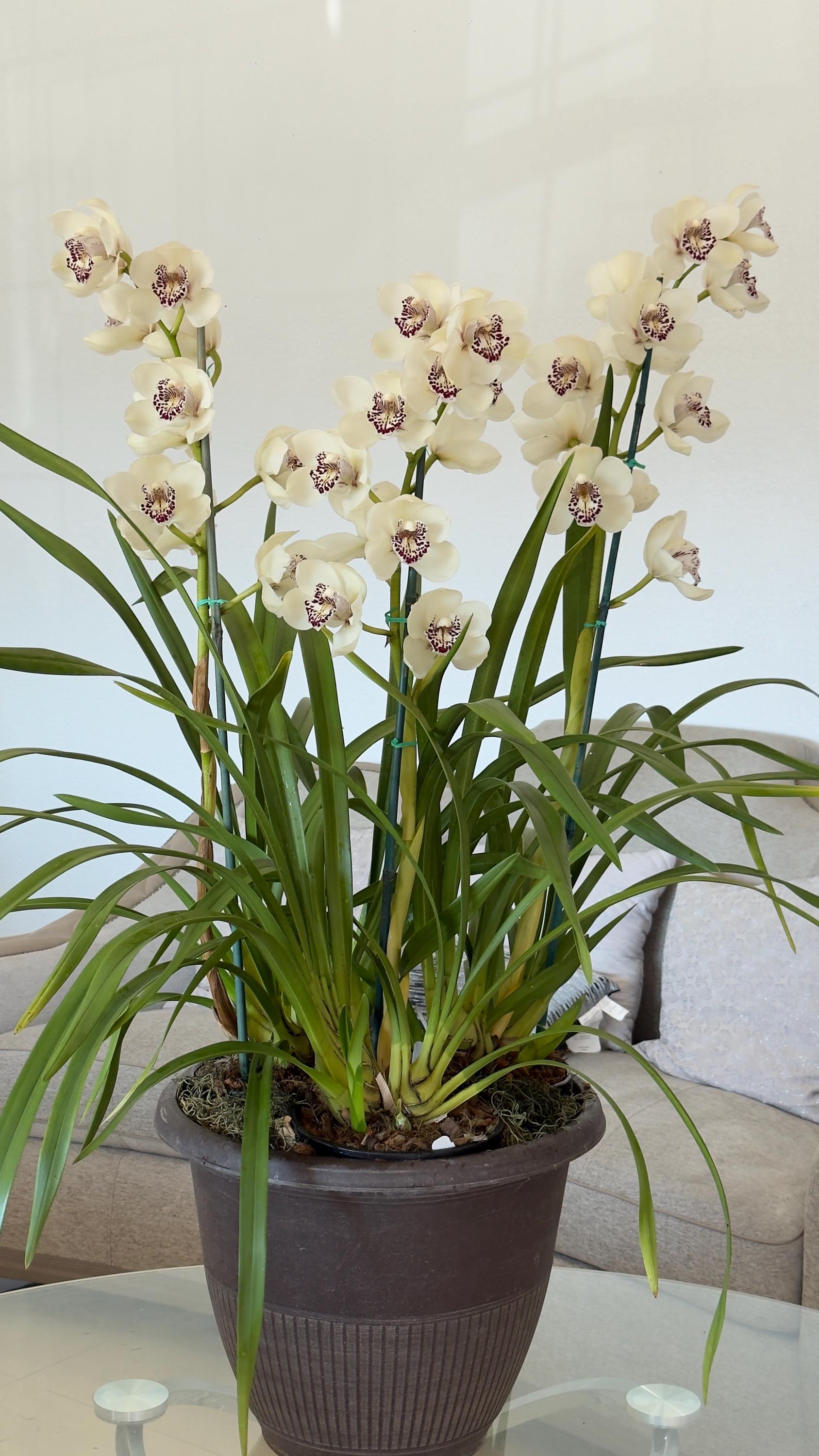 Cymbidium Barrita Ridge 'Summer' - Image 4