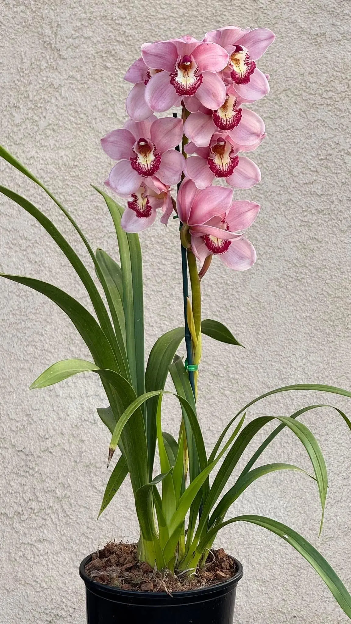 Cymbidium Barrita Sanguine 'Pink Perfection' - Image 5