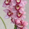 Cymbidium Barrita Sanguine 'Pink Perfection' - Image 4