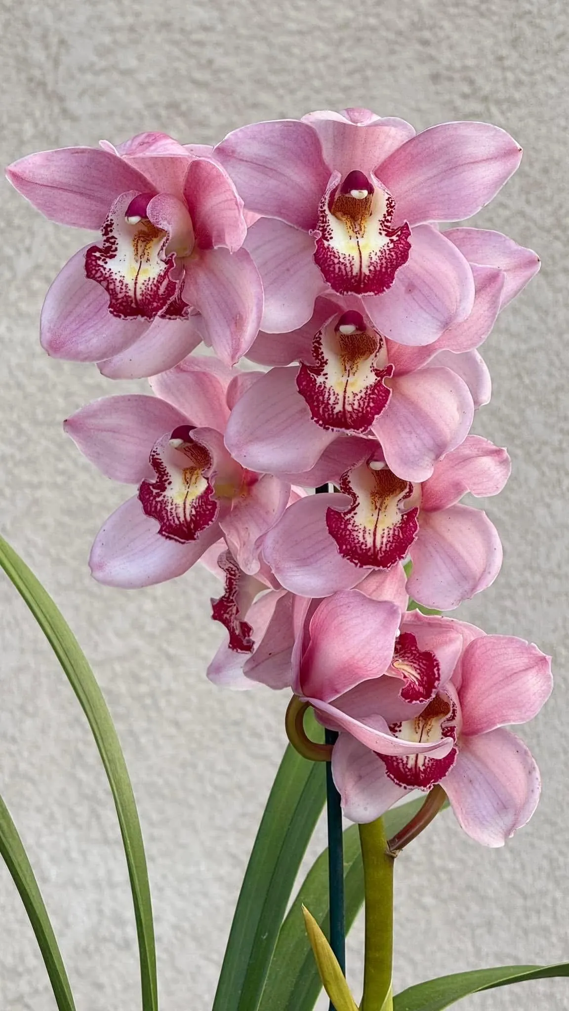 Cymbidium Barrita Sanguine 'Pink Perfection' - Image 4