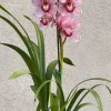 Cymbidium Barrita Sanguine 'Pink Perfection' - Image 3