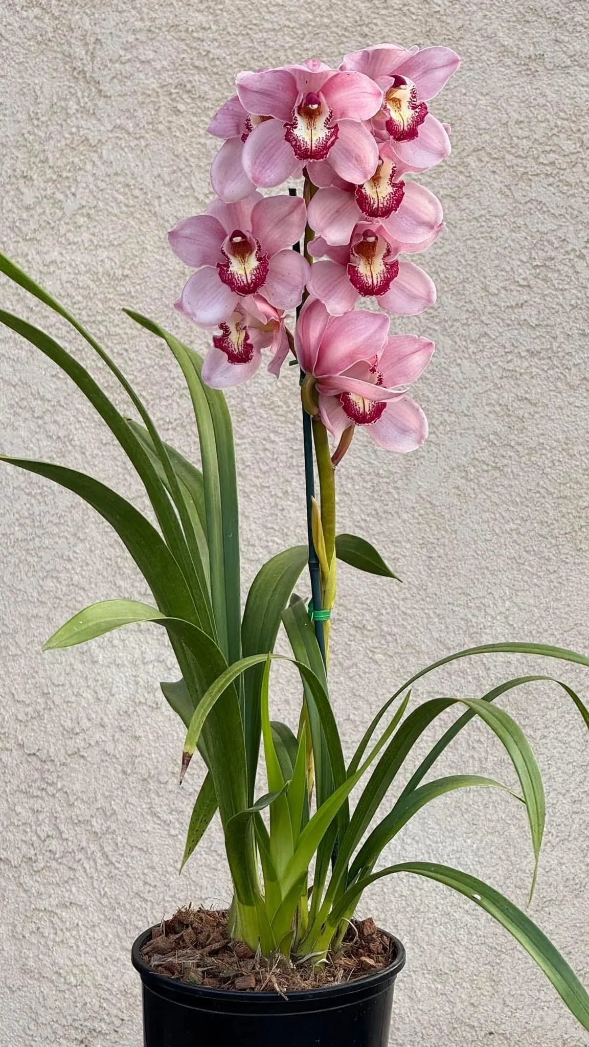Cymbidium Barrita Sanguine 'Pink Perfection' - Image 3