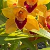 Cymbidium Barrita Wry 'Orange Red Lip' - Image 3