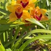 Cymbidium Barrita Wry 'Orange Red Lip' - Image 4