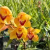 Cymbidium Barrita Wry 'Orange Red Lip' - Image 5
