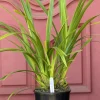 Cymbidium Kulnura Cherish 'GeeBee' - Image 5