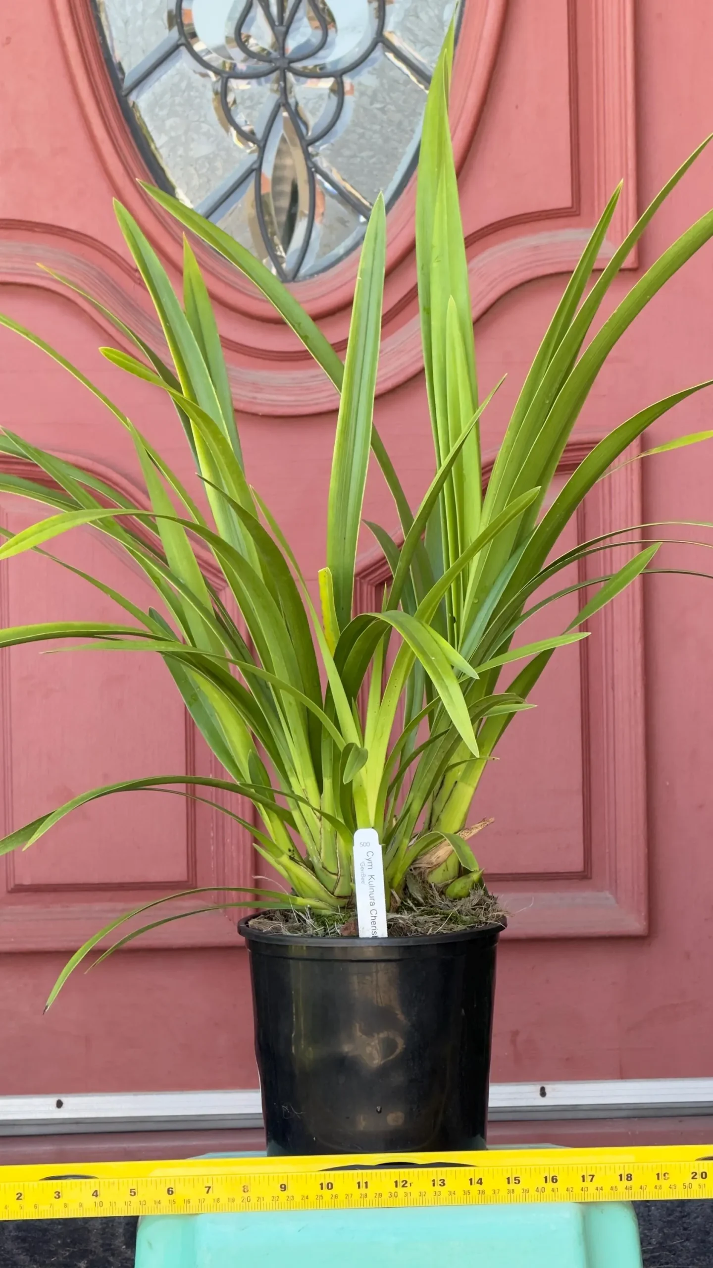 Cymbidium Kulnura Cherish 'GeeBee' - Image 5
