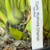 Cymbidium Kulnura Cherish 'GeeBee' - Image 4