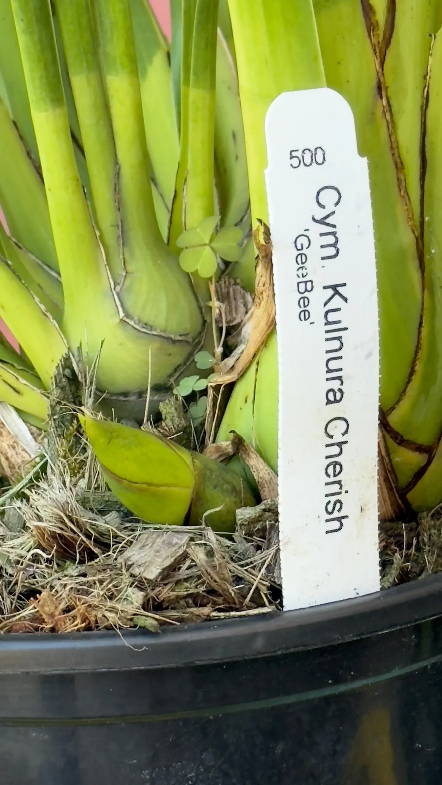 Cymbidium Kulnura Cherish 'GeeBee' - Image 4
