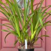 Cymbidium (Chocolate Drop x Blazing Carrot) 'Bronze' - Image 8