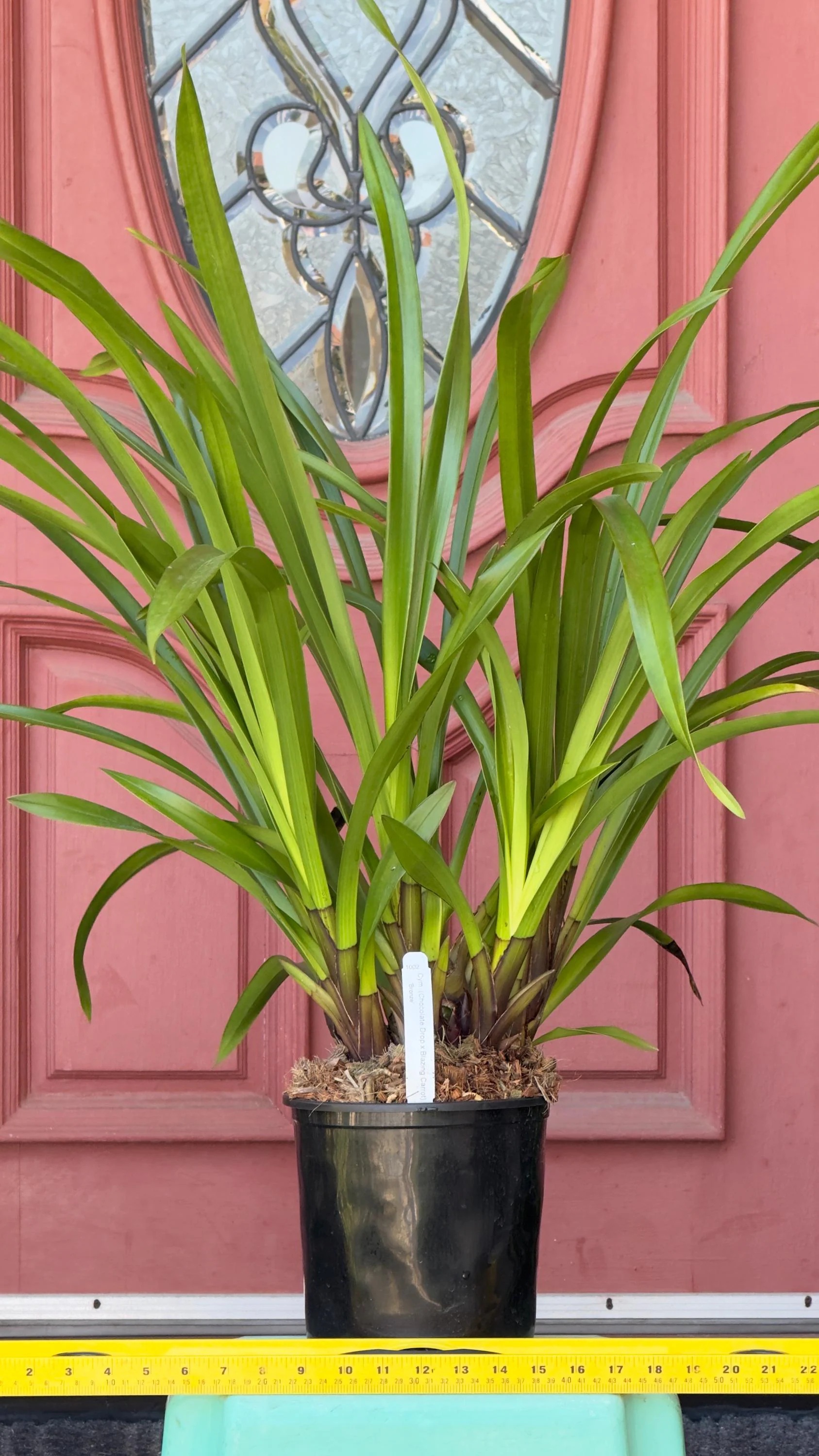 Cymbidium (Chocolate Drop x Blazing Carrot) 'Bronze' - Image 8