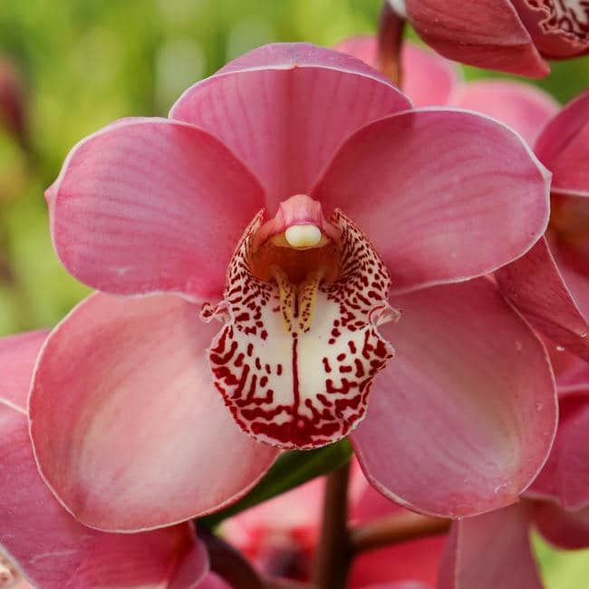 Cymbidium Kulnura Vista 'Rosette'