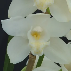 Cymbidium Kulnura Snow ‘White Dream’