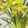 Cymbidium Barrita Metal '#1' - Image 5