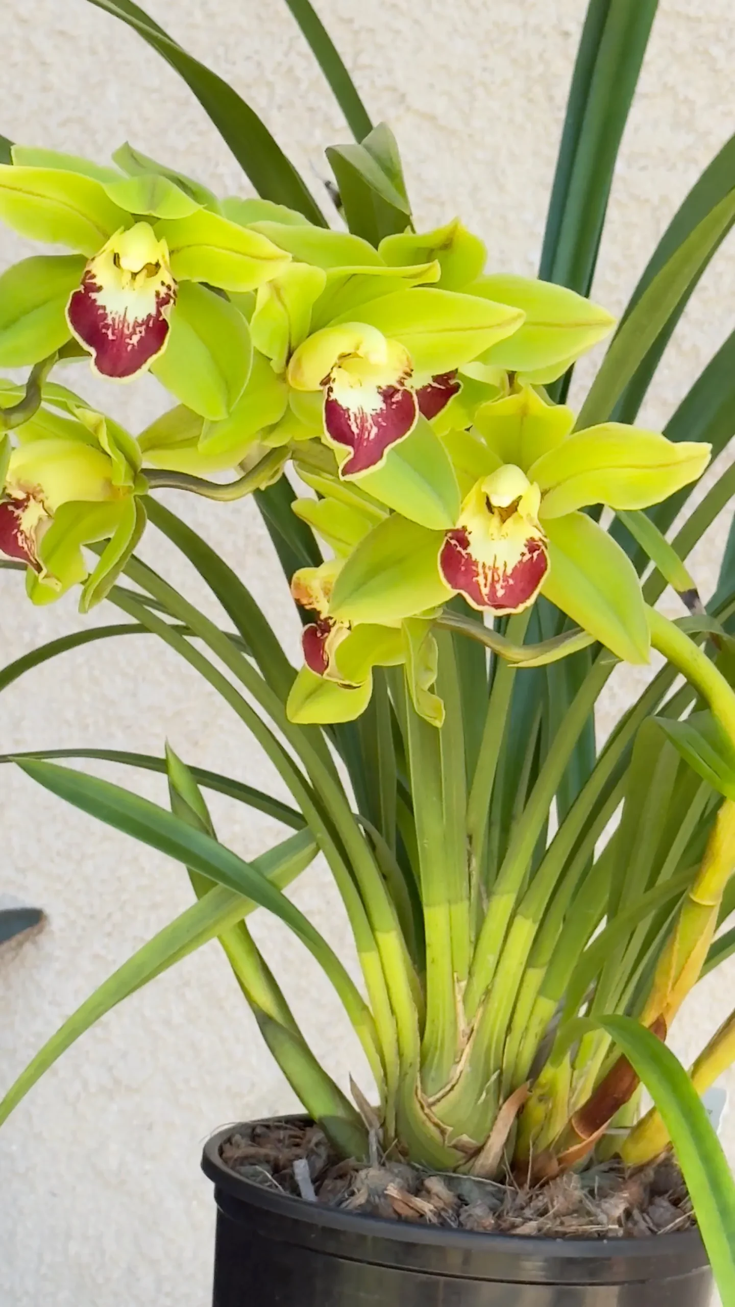 Cymbidium Barrita Metal '#1' - Image 5
