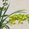 Cymbidium Barrita Metal '#1' - Image 6
