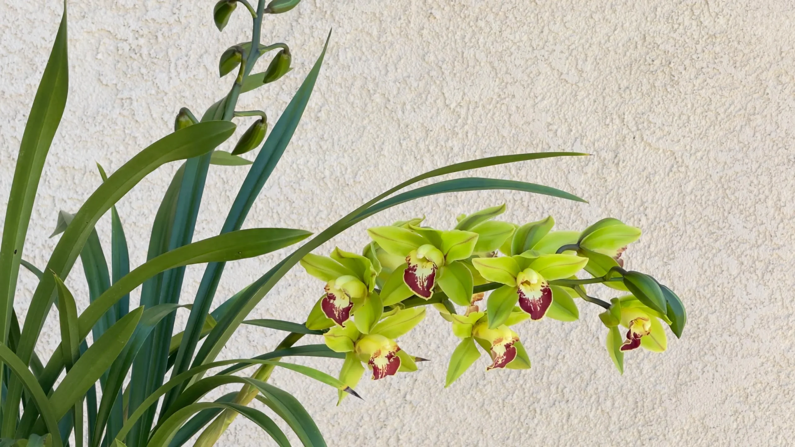 Cymbidium Barrita Metal '#1' - Image 6