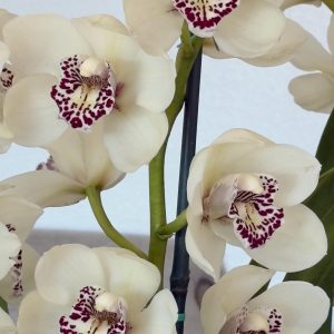 Cymbidium Barrita Ridge 'Summer'