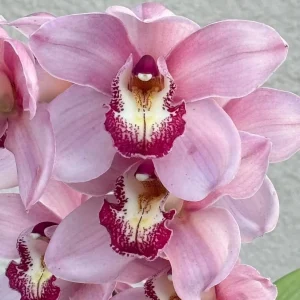 Cymbidium Barrita Sanguine 'Pink Perfection'