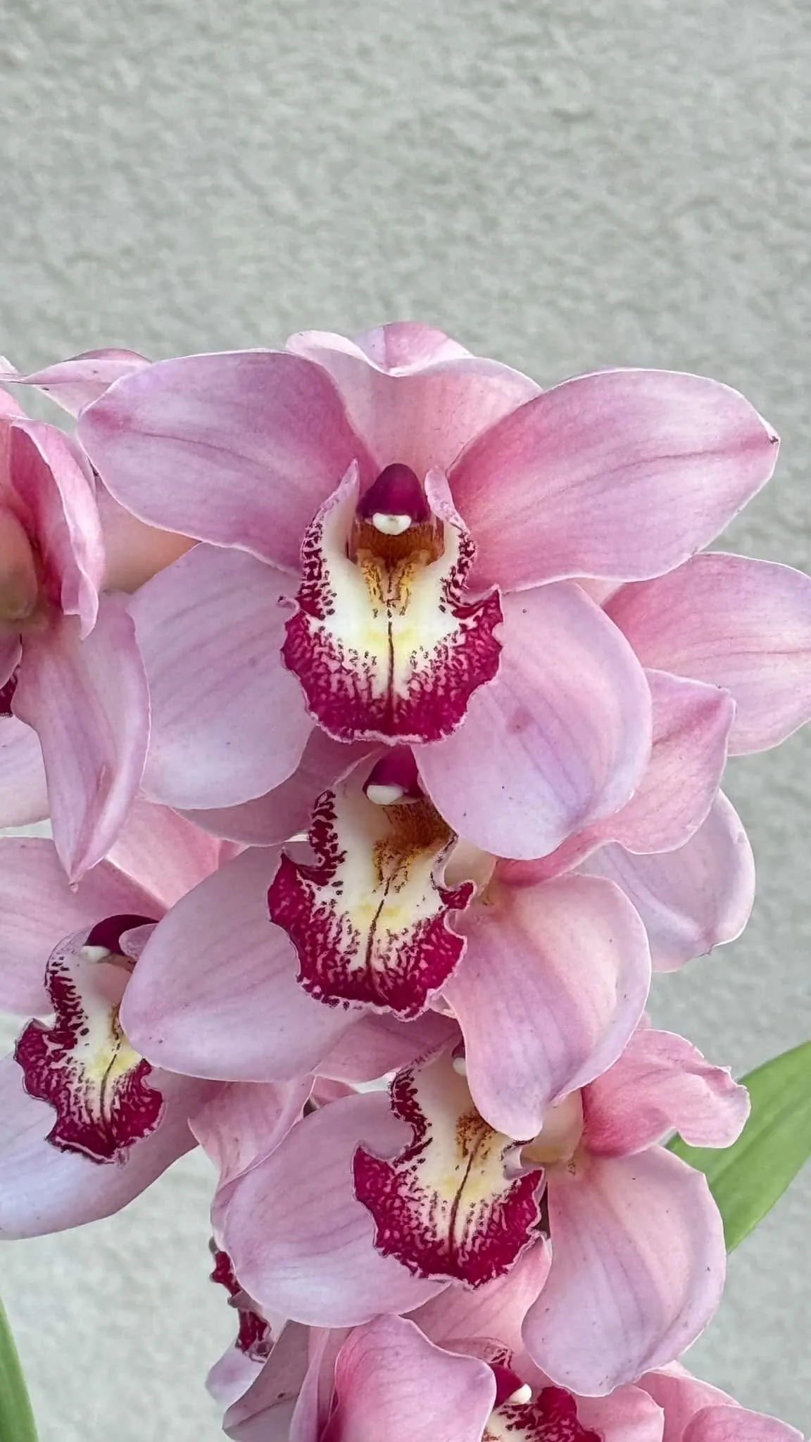 Cymbidium Barrita Sanguine 'Pink Perfection'