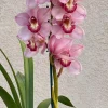 Cymbidium Barrita Sanguine 'Pink Perfection' - Image 2