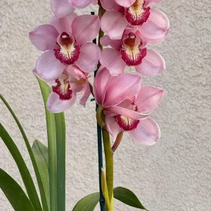 Alternative view of Cymbidium Barrita Sanguine 'Pink Perfection'